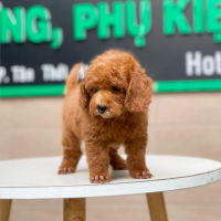 Poodle Toy - Màu Nâu (MS 20)