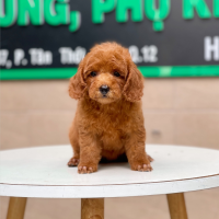 Poodle Toy - Màu Nâu (MS 20)