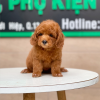 Poodle Toy - Màu Nâu (MS 20)