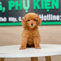 Poodle Toy - Màu Nâu (MS 21)