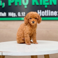 Poodle Toy - Màu Nâu (MS 21)