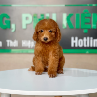 Poodle Toy - Màu Nâu (MS 22)