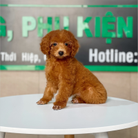 Poodle Toy - Màu Nâu (MS 22)