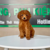 Poodle Toy - Màu Nâu (MS 22)