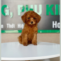 Poodle Toy - Màu Nâu (MS 23)