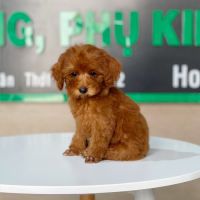 Poodle Toy - Màu Nâu (MS 23)