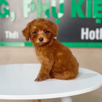 Poodle Toy - Màu Nâu (MS 23)