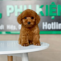 Poodle Toy - Màu Nâu (MS 24)
