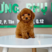Poodle Toy - Màu Nâu (MS 24)