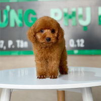 Poodle Toy - Màu Nâu (MS 24)