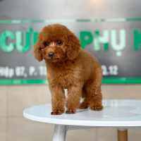 Poodle Toy - Màu Nâu (MS 25)