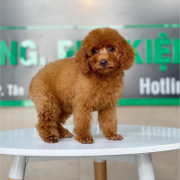Poodle Toy - Màu Nâu (MS 25)