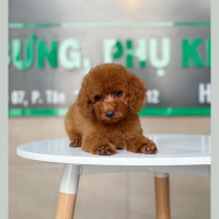 Poodle Toy - Màu Nâu (MS 25)
