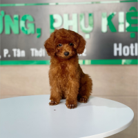 Poodle Toy - Màu Nâu (MS 26)
