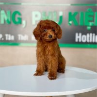 Poodle Toy - Màu Nâu (MS 26)