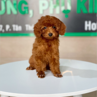 Poodle Toy - Màu Nâu (MS 26)