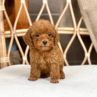 Poodle Toy - Màu Nâu (MS 29)