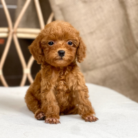 Poodle Toy - Màu Nâu (MS 29)