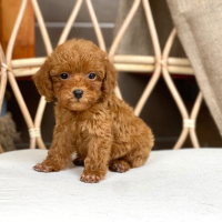 Poodle Toy - Màu Nâu (MS 29)