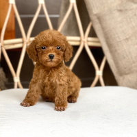 Poodle Toy - Màu Nâu (MS 29)