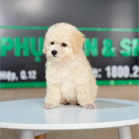 Poodle Toy - Màu Kem (MS 04)