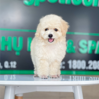 Poodle Toy - Màu Kem (MS 04)