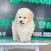 Poodle Toy - Màu Kem (MS 04)