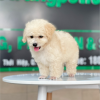 Poodle Toy - Màu Kem (MS 04)