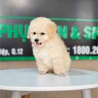 Poodle Toy - Màu Kem (MS 04)