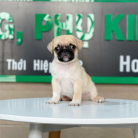 Pug - Màu Vàng Kem (MS 01)