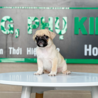 Pug - Màu Vàng Kem (MS 01)