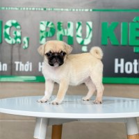 Pug - Màu Vàng Kem (MS 01)