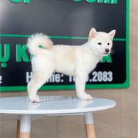 Shiba Inu - Màu Kem (MS 01)