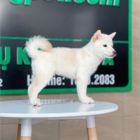Shiba Inu - Màu Kem (MS 01)