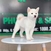 Shiba Inu - Màu Kem (MS 01)