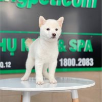 Shiba Inu - Màu Kem (MS 01)