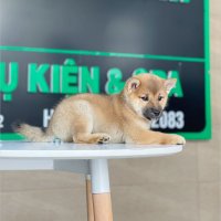 Shiba Inu - Màu Vàng (MS 02)