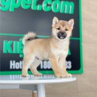 Shiba Inu - Màu Vàng (MS 02)