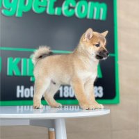 Shiba Inu - Màu Vàng (MS 02)