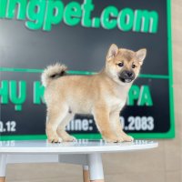 Shiba Inu - Màu Vàng (MS 02)