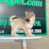Shiba Inu - Màu Vàng (MS 02)