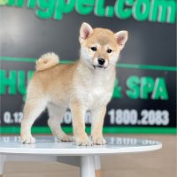 Shiba Inu - Màu Vàng (MS 03)