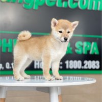 Shiba Inu - Màu Vàng (MS 03)