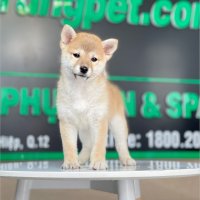 Shiba Inu - Màu Vàng (MS 03)