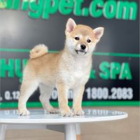 Shiba Inu - Màu Vàng (MS 03)