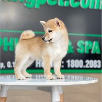 Shiba Inu - Màu Vàng (MS 03)