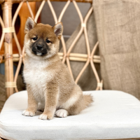 Shiba Inu - Màu Vàng (MS 04)