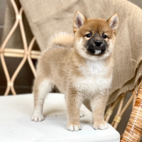 Shiba Inu - Màu Vàng (MS 04)