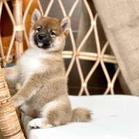 Shiba Inu - Màu Vàng (MS 04)