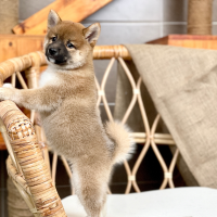 Shiba Inu - Màu Vàng (MS 04)